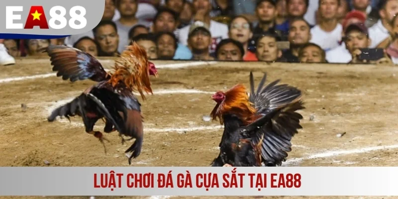 Luật chơi đá gà cựa sắt tại EA88